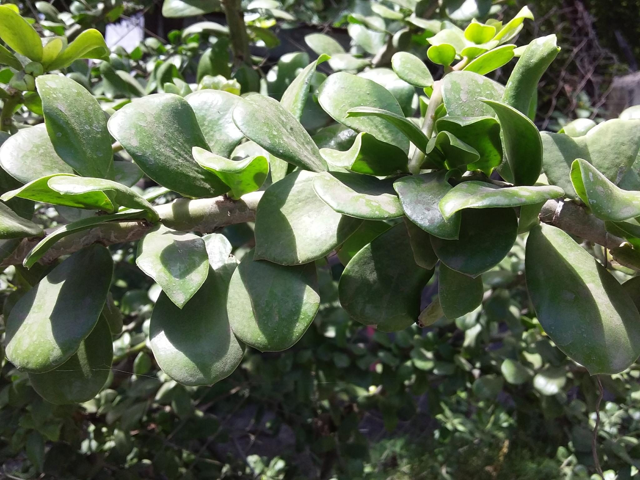Pereskia lychnidiflora